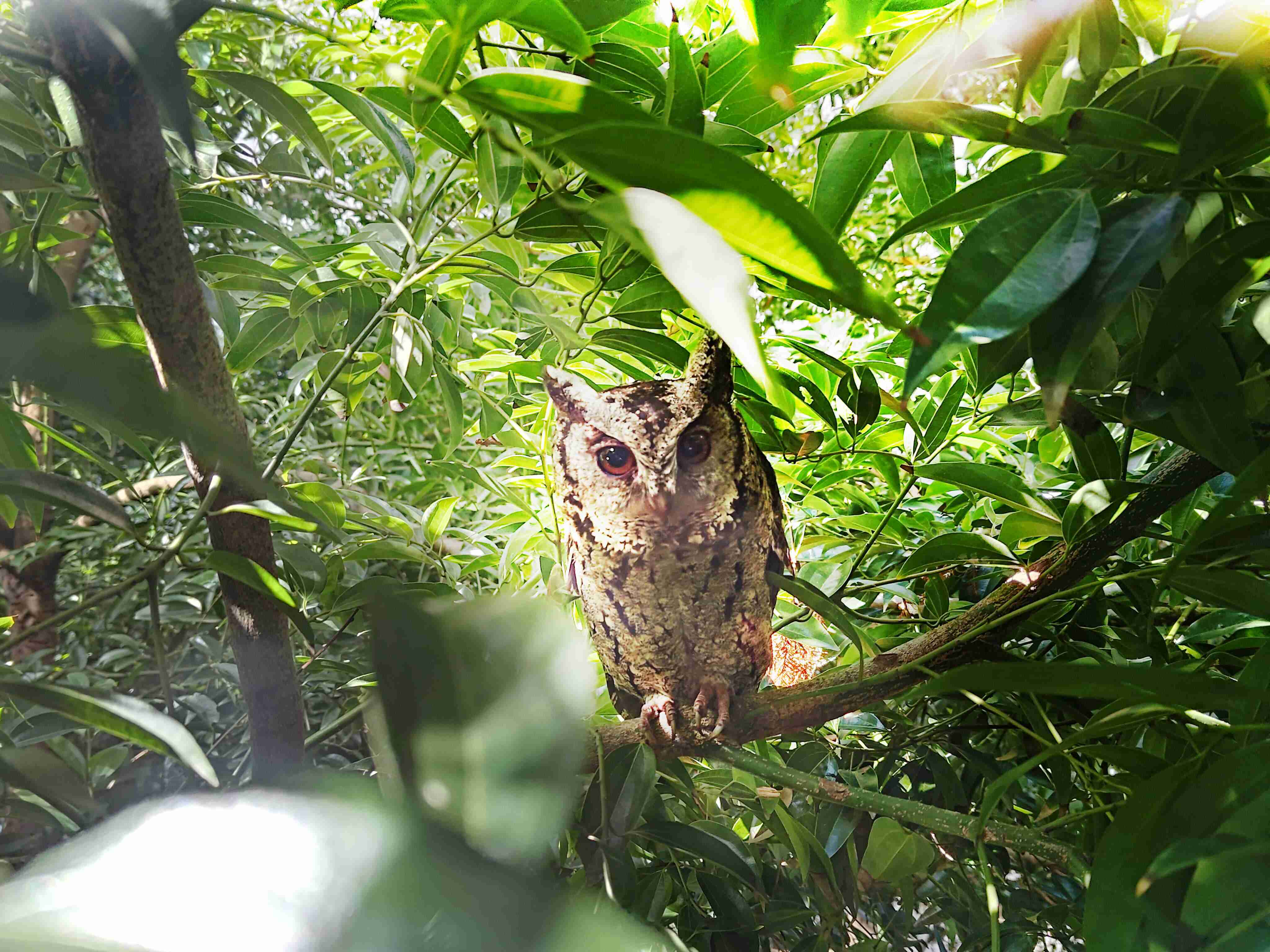 至成国际致力提倡净零绿生活，，16年以来在全球各厂区植树逾百万棵，，，造就各厂区树木蔚然成林，，犹如森林工厂，，，成为许多生物的栖息地